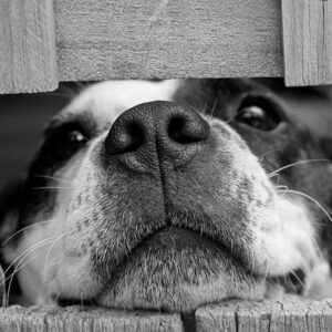 Dog CPR and First Aid by Pet4CPR